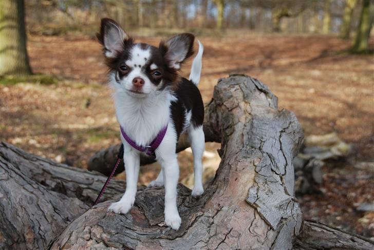Chihuahua Cindy Sahara - Smukke Cindy står på en træstamme :) billede 8