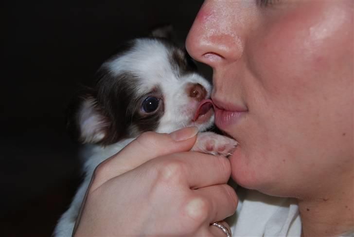 Chihuahua Cindy Sahara - Mor får sit første kys <3 billede 9