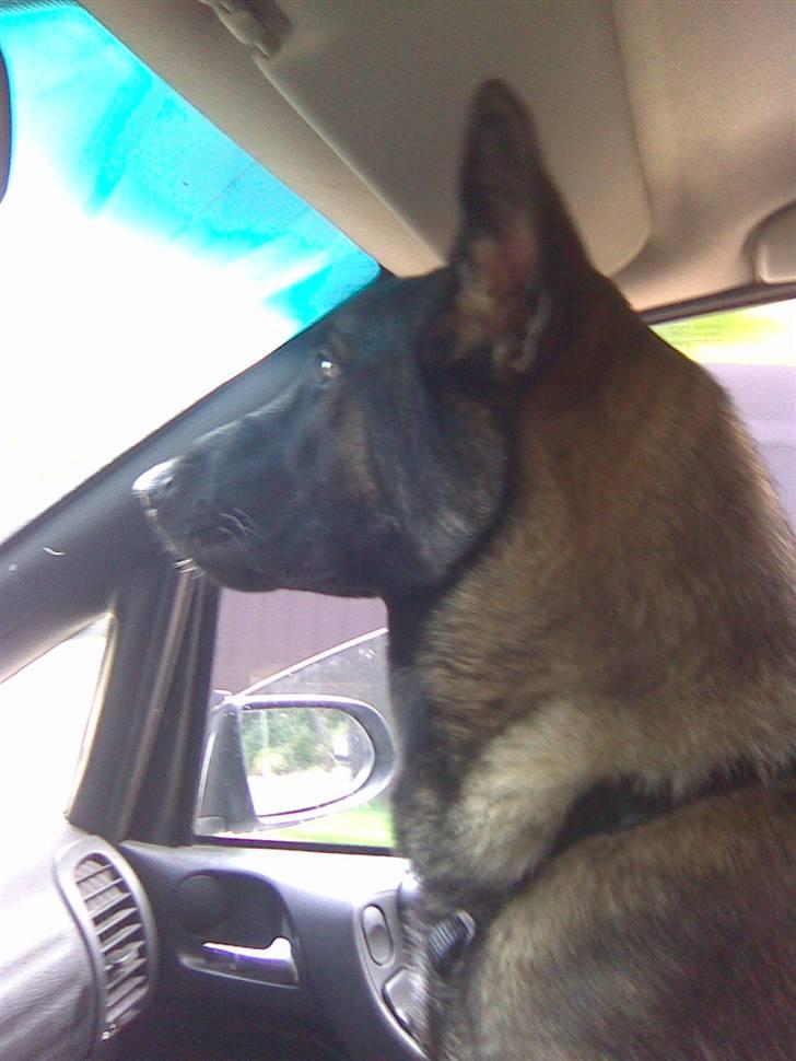 Schæferhund Sam billede 19