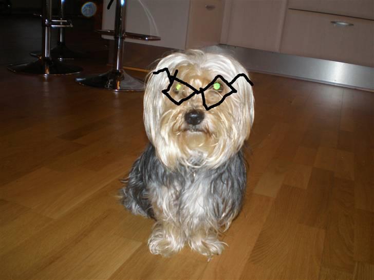 Blanding af racer Nuser *springstjernen*<3 - nuser med briller lavet i paint<3 billede 14