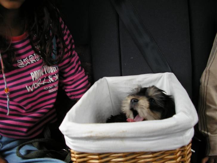 Blanding af racer Nuser *springstjernen*<3 - nuser fra da vi lige havde hentet hende<3 der sidder hun omme ved mig og min lillebror (jens) hun er så lille hun kan være i en kurv<3 billede 15