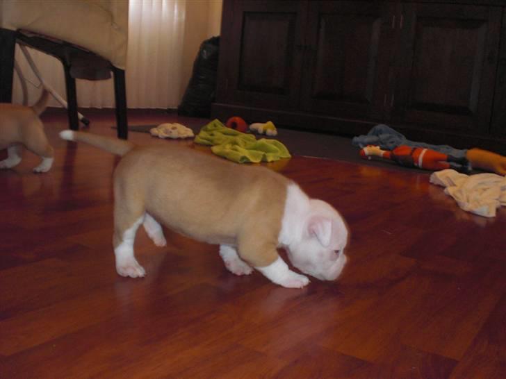 Amerikansk bulldog HurriCane Haily billede 2