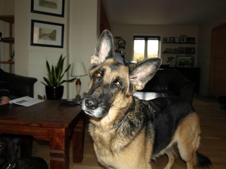 Schæferhund Nanna - savner dig skat. - hvem mig, sagde du mit navn? billede 11