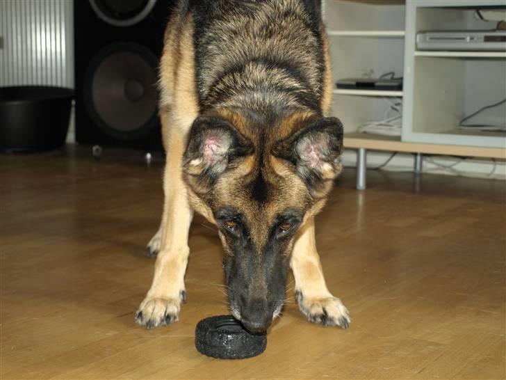 Schæferhund Nanna - savner dig skat. - klar til ballade billede 12