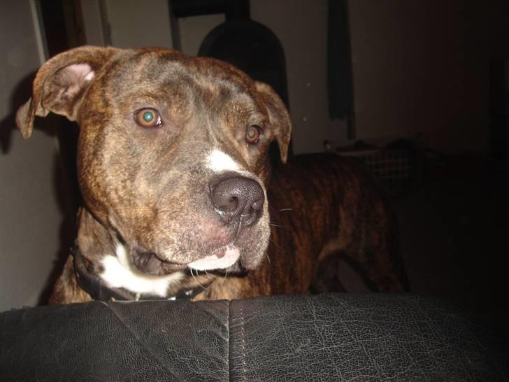 Blanding af racer Tiico billede 1