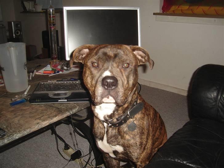 Blanding af racer Tiico billede 2