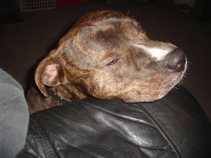 Blanding af racer Tiico billede 3