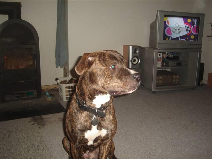 Blanding af racer Tiico billede 4