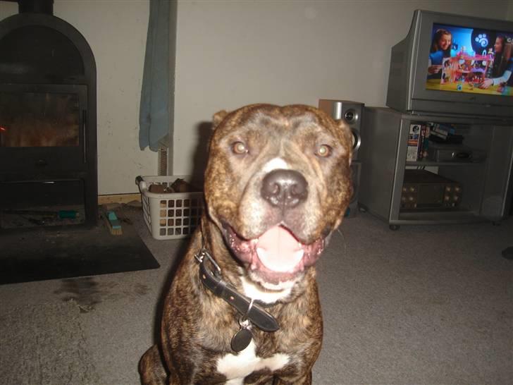 Blanding af racer Tiico billede 5