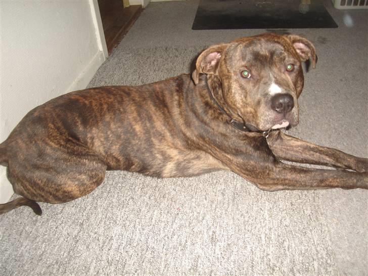 Blanding af racer Tiico billede 6