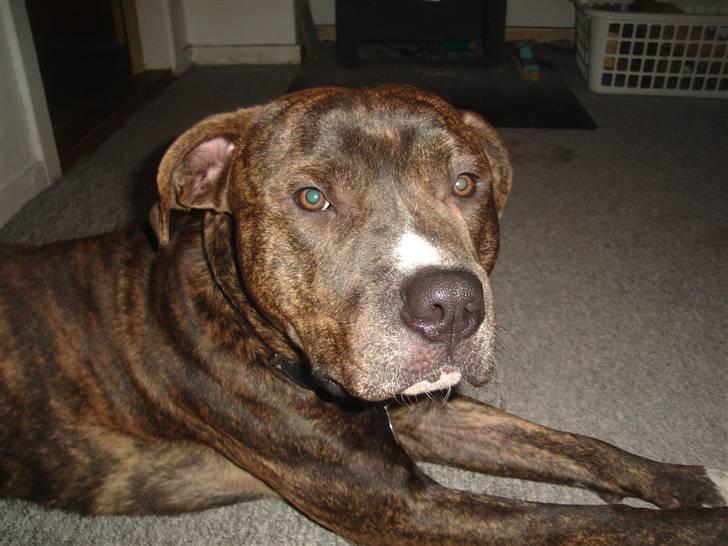 Blanding af racer Tiico billede 7