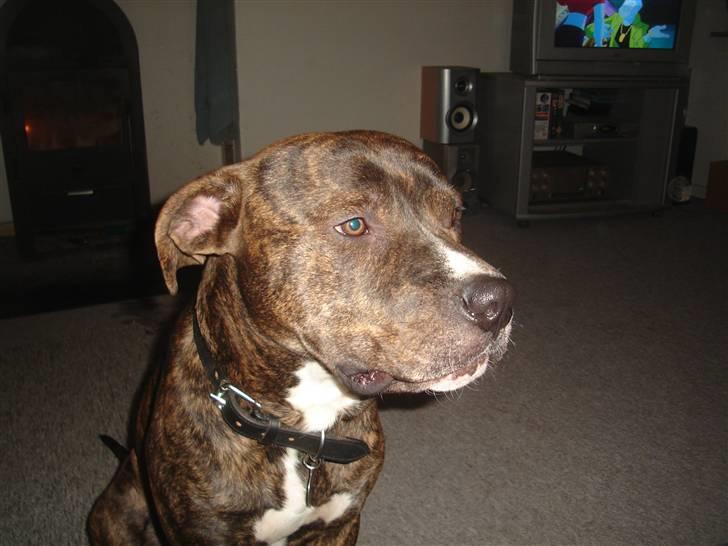 Blanding af racer Tiico billede 8