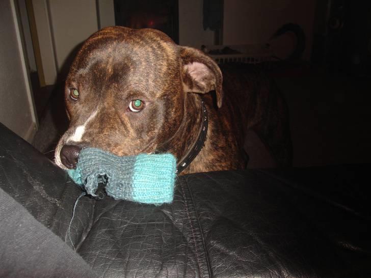 Blanding af racer Tiico billede 9