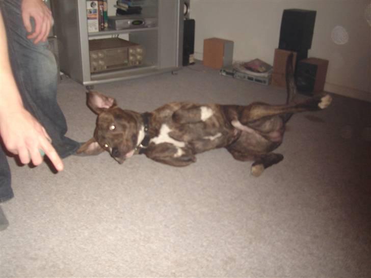 Blanding af racer Tiico billede 10