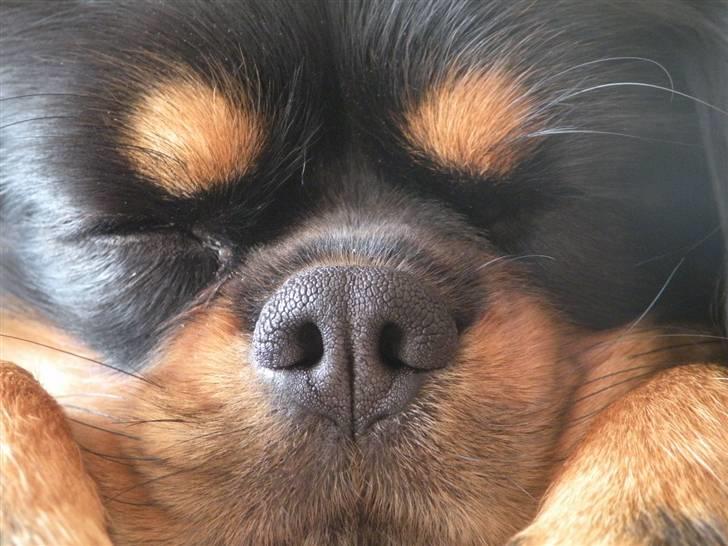 Cavalier king charles spaniel - Chilli - 3 år - Zzzzzzzzzzzzzzzzz....snoooooork........zzzzzzzzzzzzzzzzzzzzzzzzzzzz.... billede 17