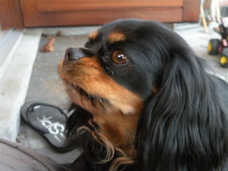 Cavalier king charles spaniel - Chilli - 3 år - "Hjertet tager aldrig fejl!!" billede 18