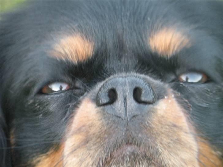 Cavalier king charles spaniel - Chilli - 3 år - Grrrr... BULLDOG!! xD billede 19