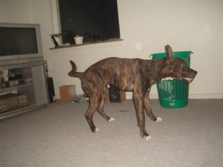 Blanding af racer Tiico billede 11