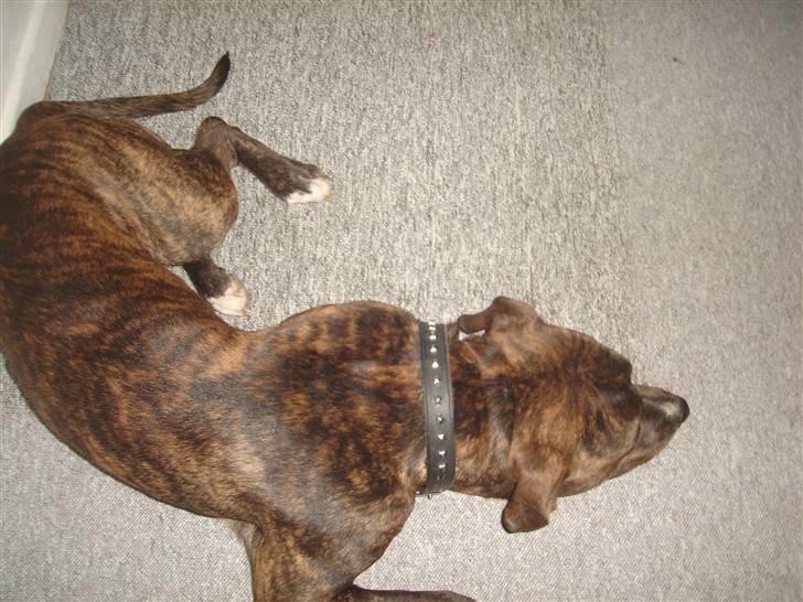 Blanding af racer Tiico billede 12