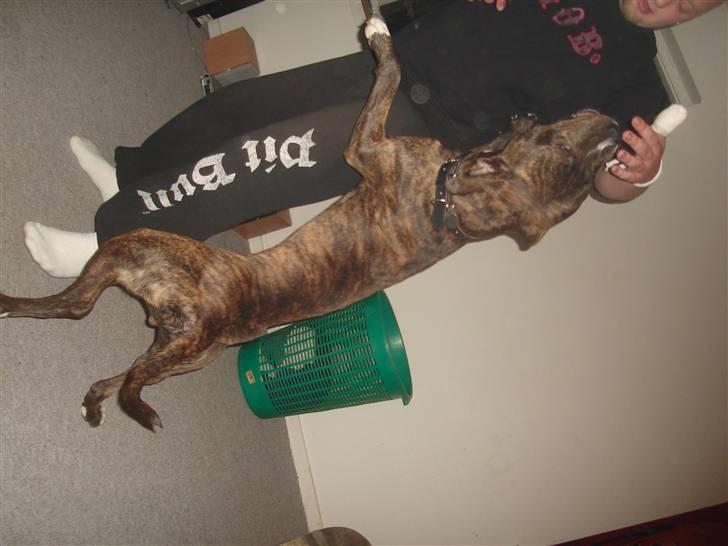 Blanding af racer Tiico billede 13