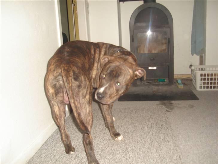 Blanding af racer Tiico billede 14