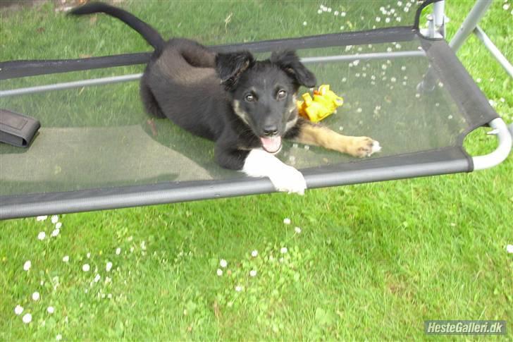 Border collie coco min elsked  - coco i den udendøes sofa billede 9
