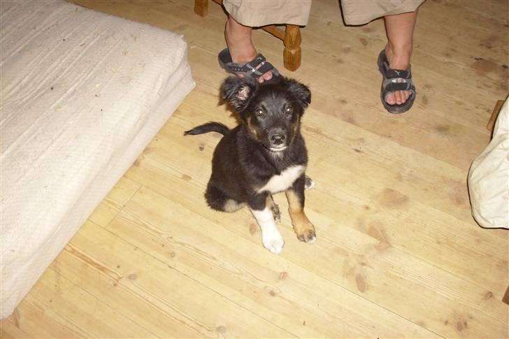Border collie coco min elsked  - coco sidder sig pænt for og få mad billede 10