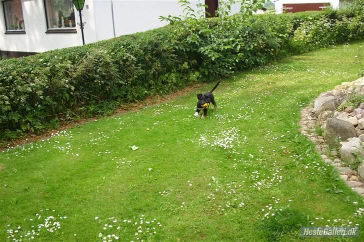 Border collie coco min elsked  - coco kommer løbene lidt meget tyk billede 11