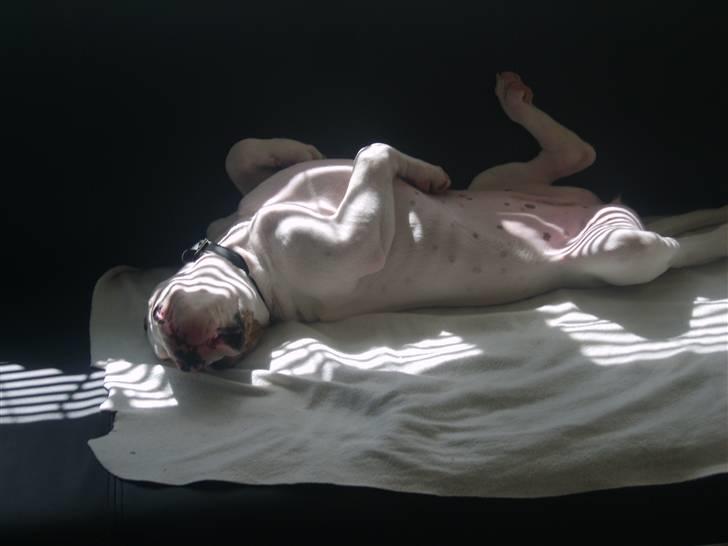 Amerikansk bulldog PRIMO billede 9