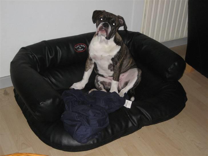 Olde english bulldogge spanger´s Babyface.(ATILA - weeeeeeeee ny seng billede 11