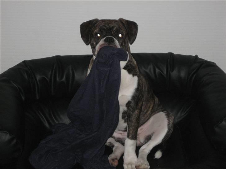 Olde english bulldogge spanger´s Babyface.(ATILA - ny seng......Den skal da lige redes så jeg rigtig kan putte....vuf billede 12