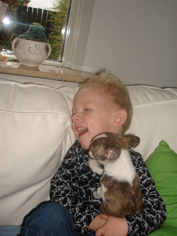 Chihuahua Einstein *solgt* billede 11