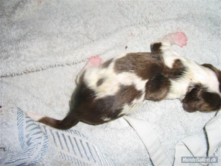 Engelsk springer spaniel Zenta R.I.P. - zenta som en lille baby billede 10