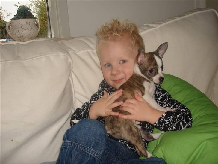 Chihuahua Einstein *solgt* billede 12