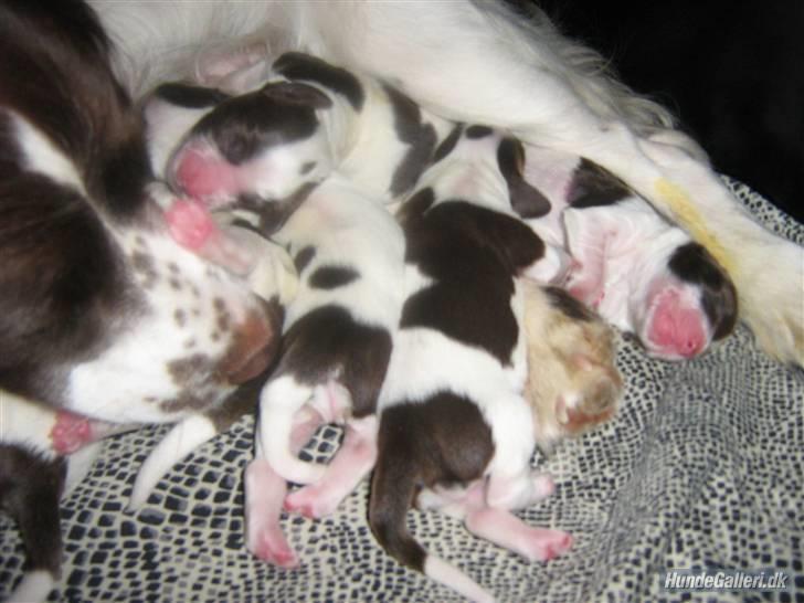 Engelsk springer spaniel Zenta R.I.P. - det er zenta med brun hale med hvid spids billede 11