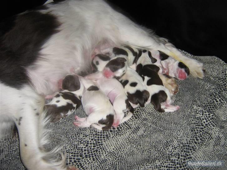 Engelsk springer spaniel Zenta R.I.P. - en dejlig flok !!!! billede 12