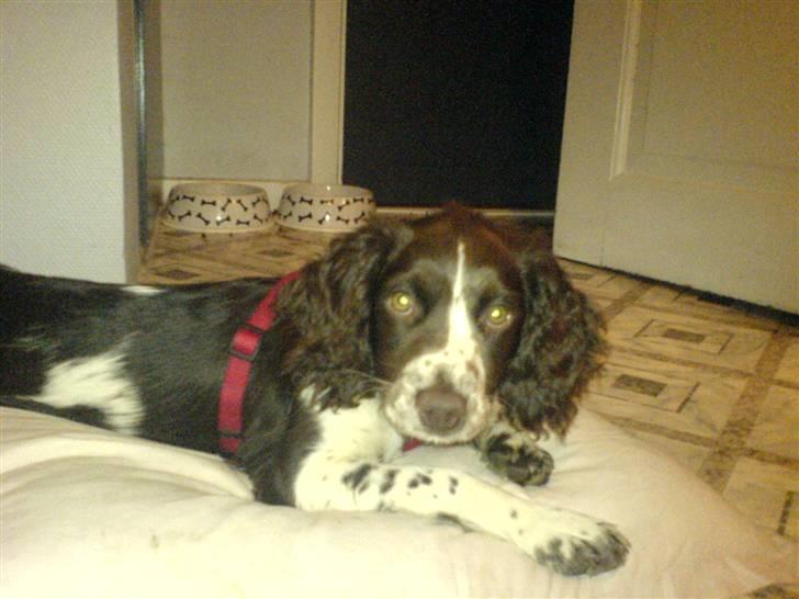 Engelsk springer spaniel Zenta R.I.P. - hej med dig, kommer du for at klø mig??? billede 13