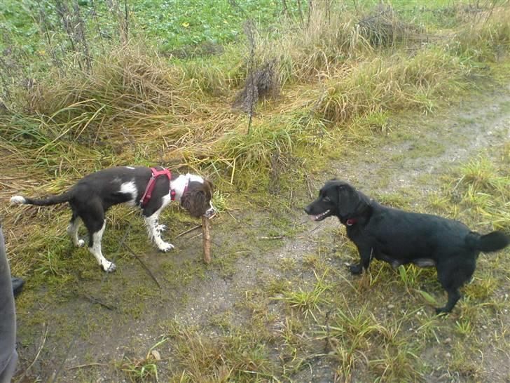 Engelsk springer spaniel Zenta R.I.P. - ihhhhh dejligt at komme på tur.... billede 14