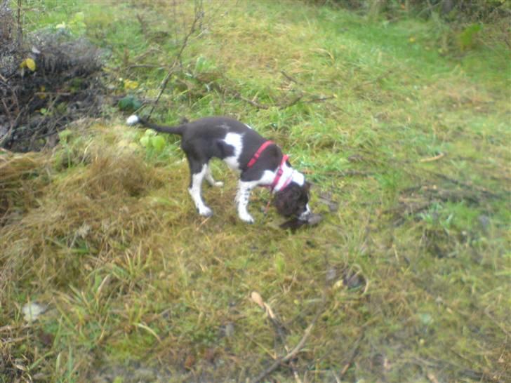 Engelsk springer spaniel Zenta R.I.P. - snuse-snuse-snuse hvad er det jeg kan lugte????? billede 15