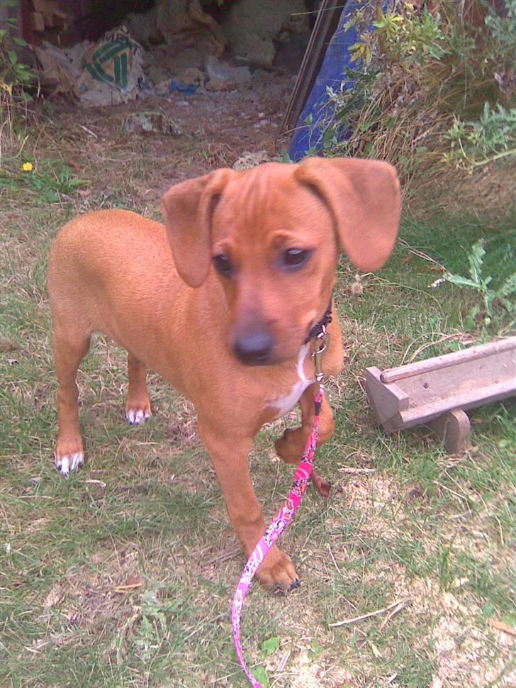 Blanding af racer Bella - Bella ´s første dag hos os :) 26/9-09 billede 1