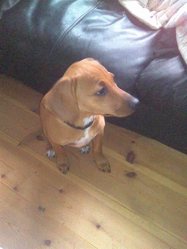 Blanding af racer Bella billede 2