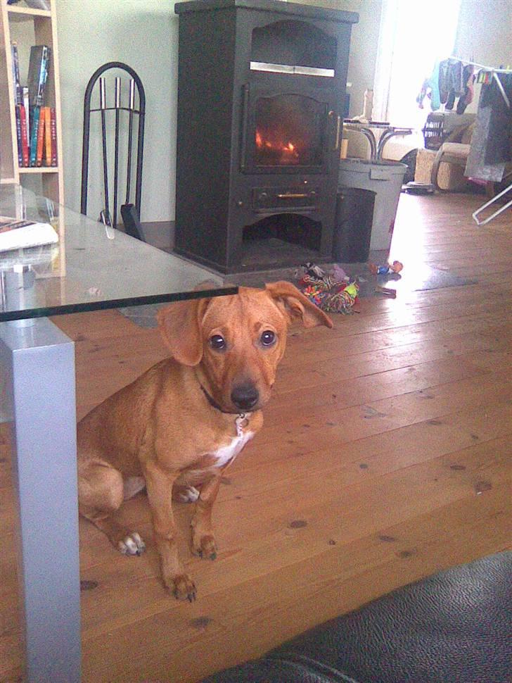 Blanding af racer Bella billede 3