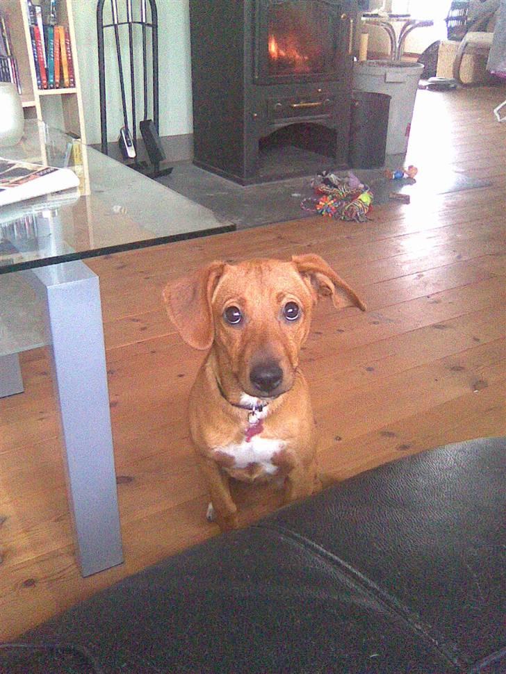 Blanding af racer Bella billede 4