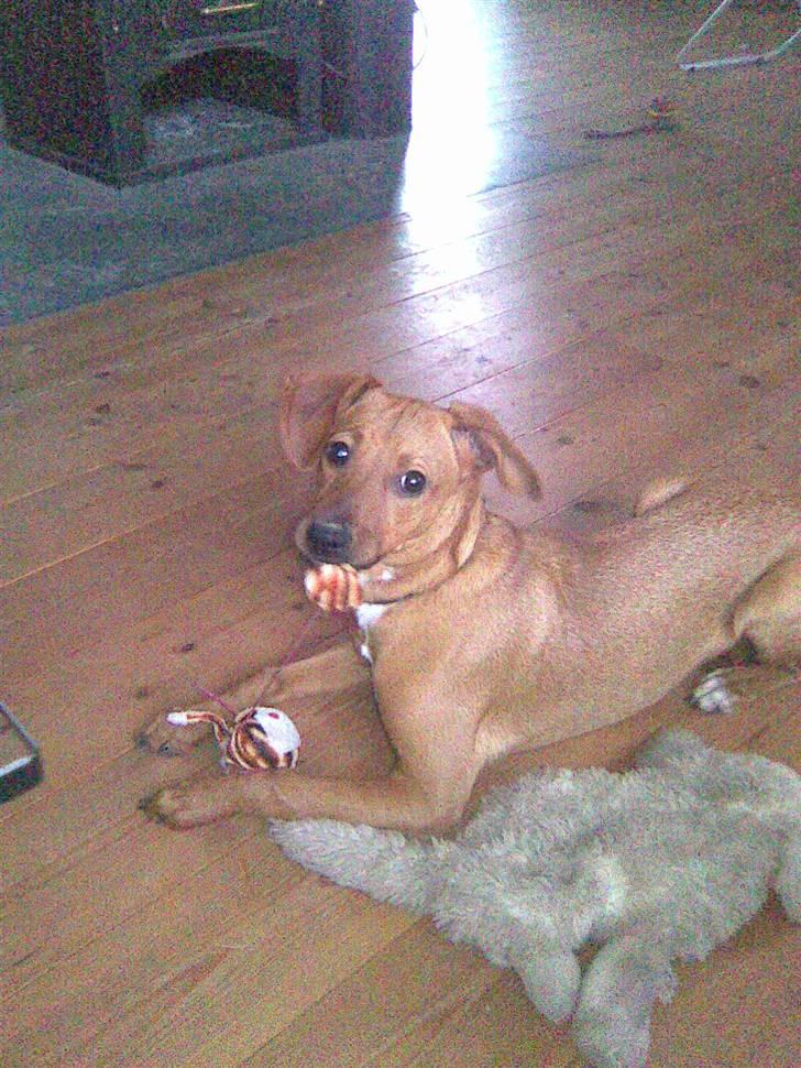 Blanding af racer Bella - Bella hygger med legetøj :) billede 5