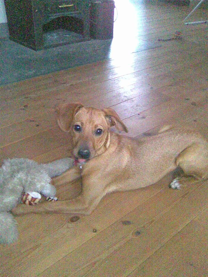 Blanding af racer Bella - Bella er fræk og rækker tunge ;) billede 6