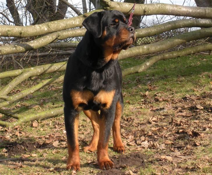 Rottweiler Kean of Nicolas Lion billede 1