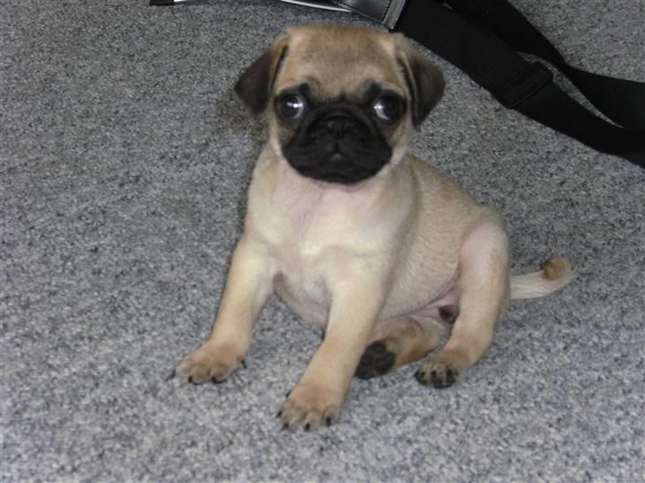 Mops Tulle billede 1