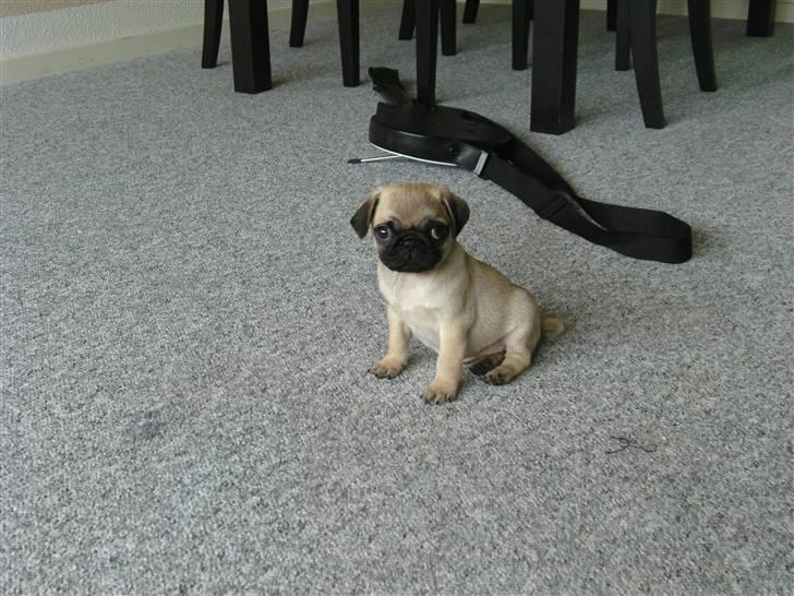 Mops Tulle billede 2