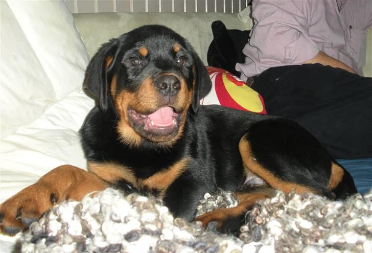 Rottweiler Kean of Nicolas Lion billede 2