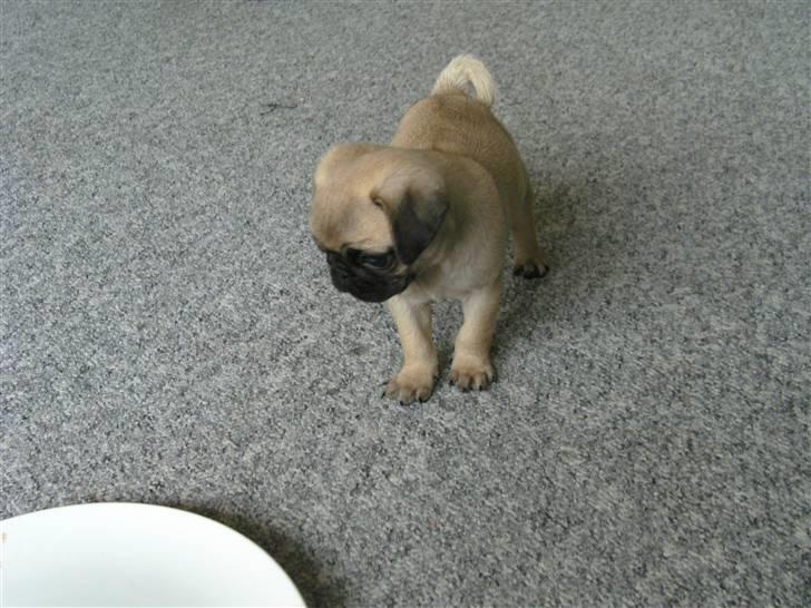 Mops Tulle billede 3